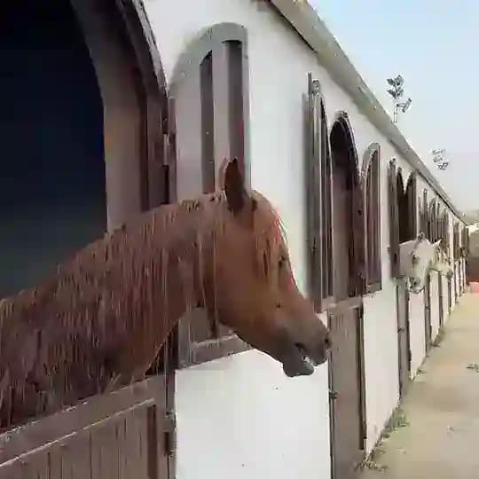هيـاف ّ .