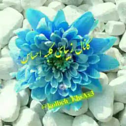 کلبه احساس Profile