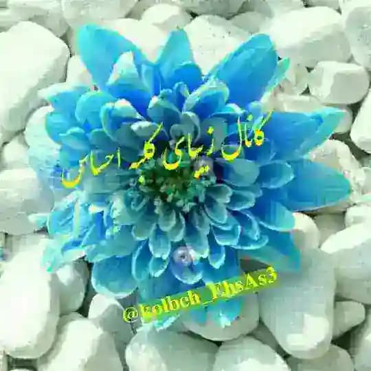 کلبه احساس Profile