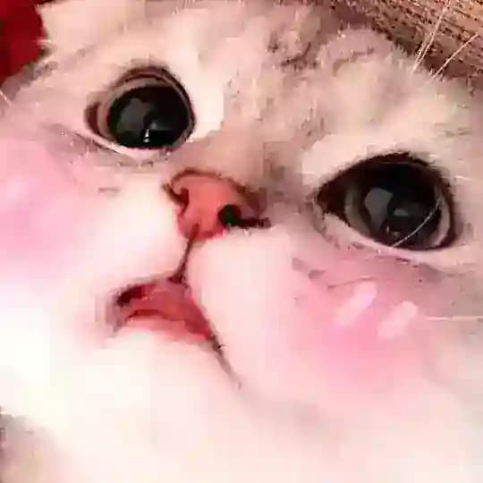 Котики