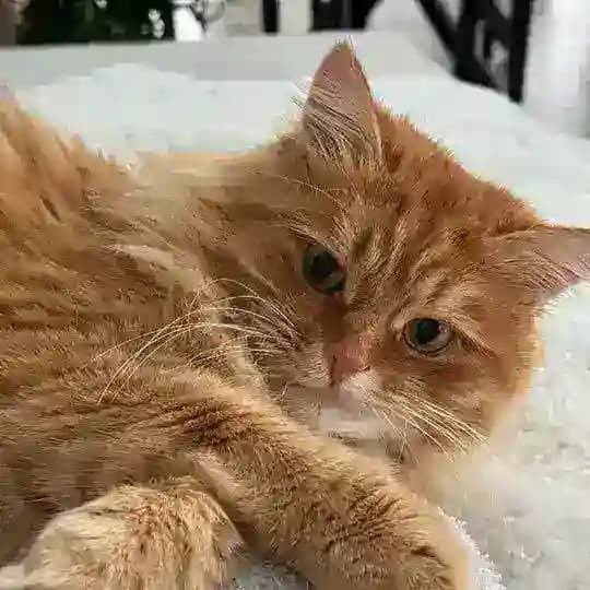 Кот Пирожок 🧡