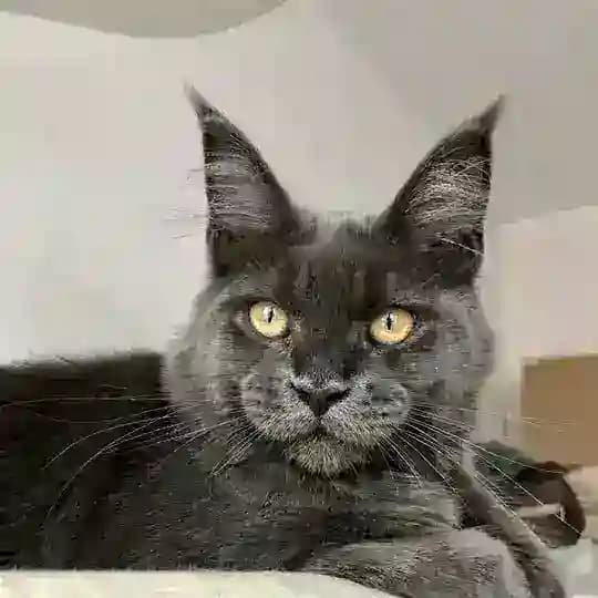 Mainecoon cattery Kotoamatsukami