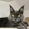 Mainecoon cattery Kotoamatsukami