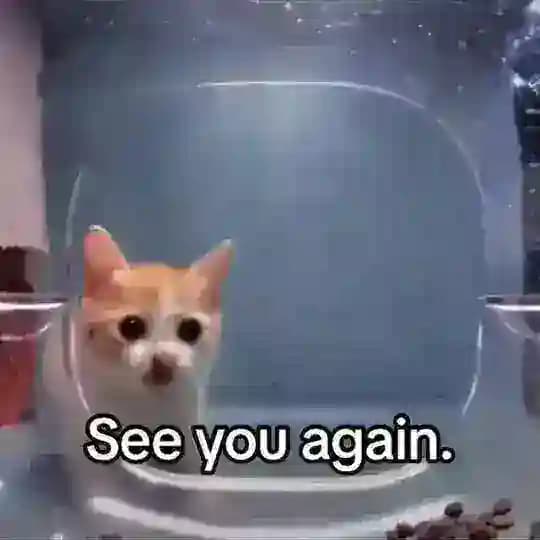 котята в китае