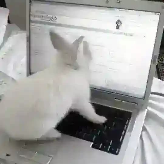 шабаш никуши