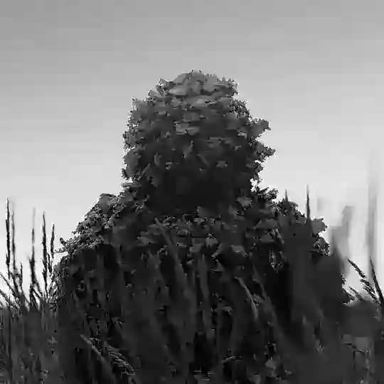 Ґонт