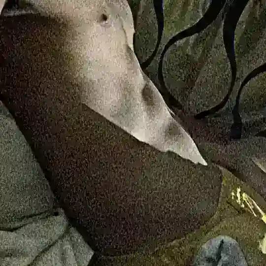 KURTTZIEE🫣💦 prev