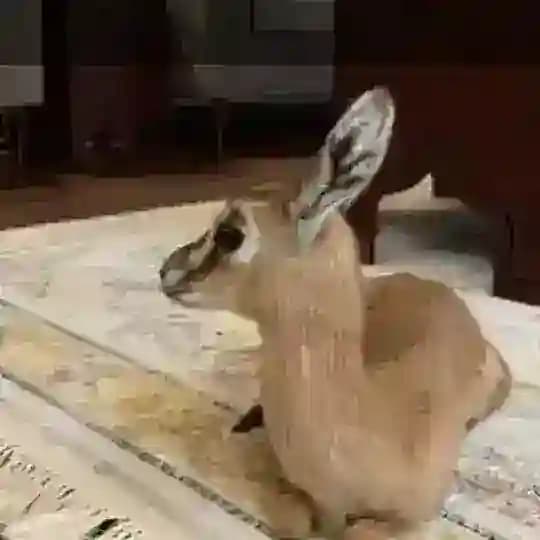 عاشق『🦌』 الغزلان