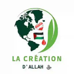 LA CRÉATION D'ALLAH ﷻ Profile