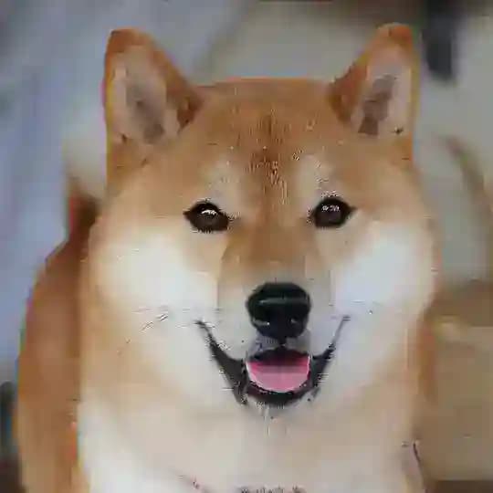 林狗足球心水