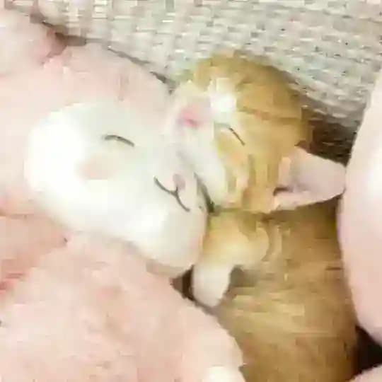 懒懒想睡觉