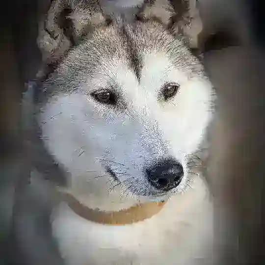 Лайки лайки