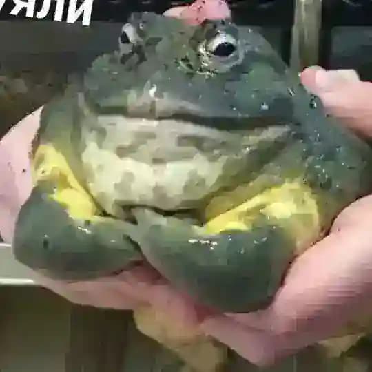 кулёма