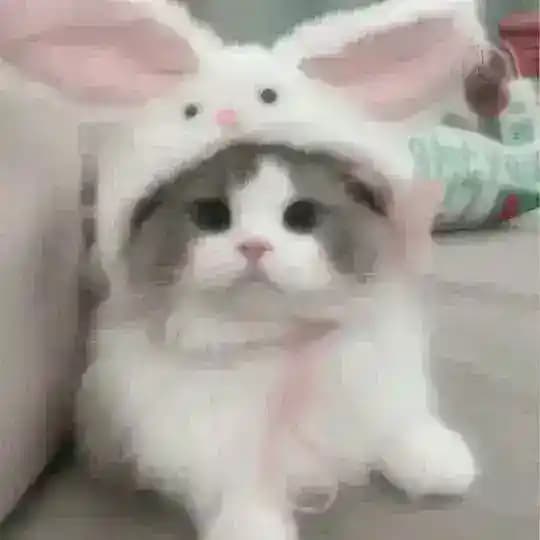 LEXI MELODIES Profile