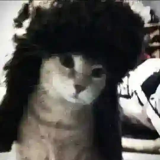 life cozy cat🐾