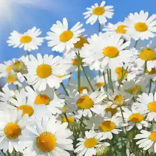 Little Daisy Chinese Short Flims