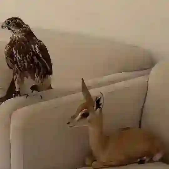 شوقي .