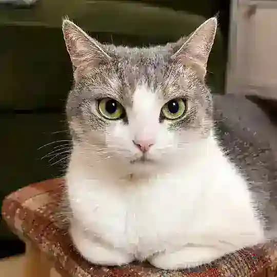 Lulu