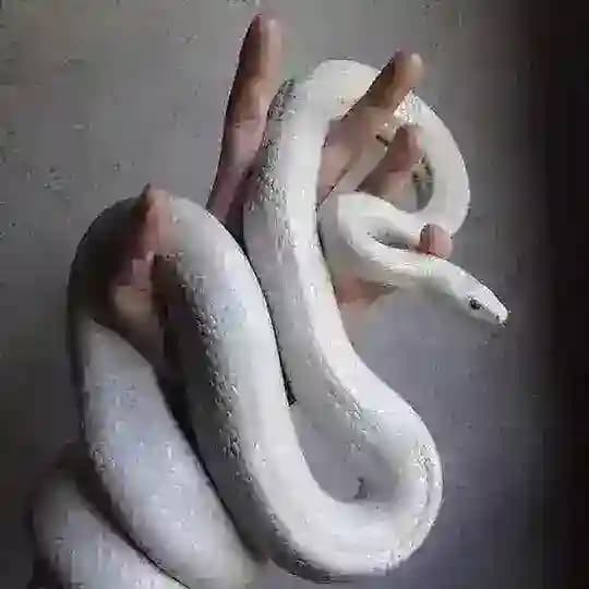 Poisonous🐍