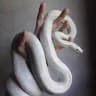 Poisonous🐍