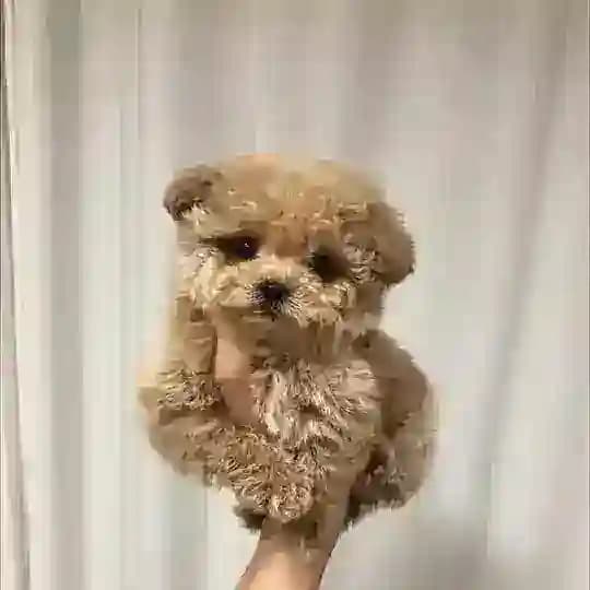 Мальтипу🧸 Москва