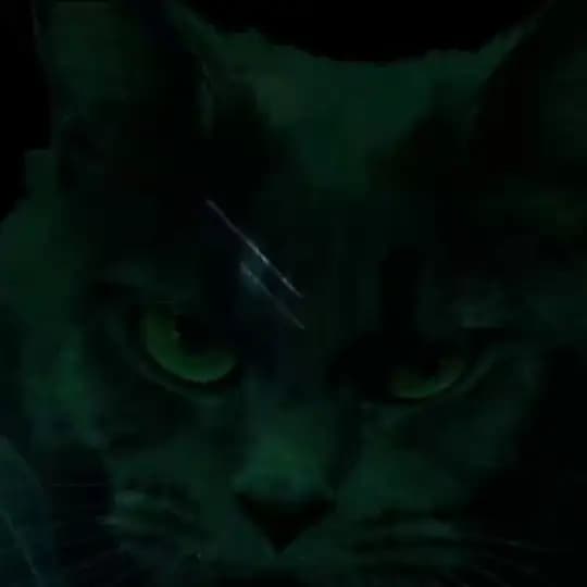 غرفة التحقيق القط 2😼😾