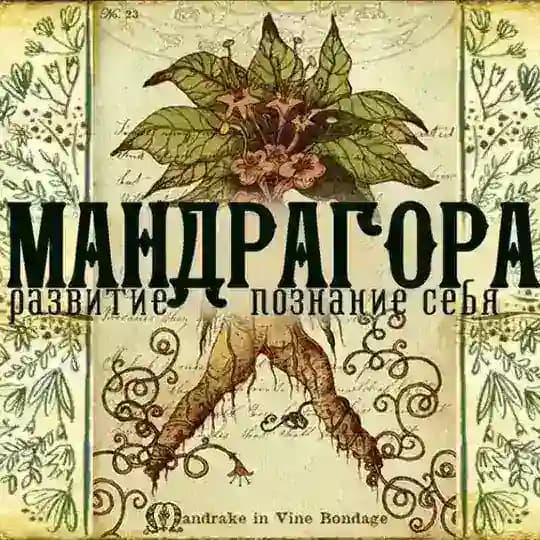 Мандрагора