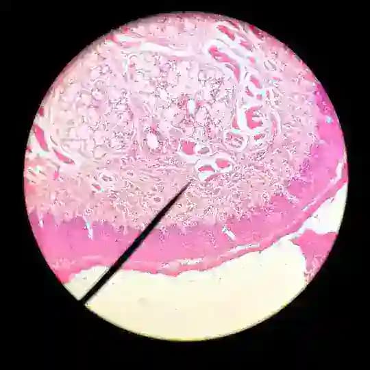 Mbbs VIVA Spotting Practical histology clinics