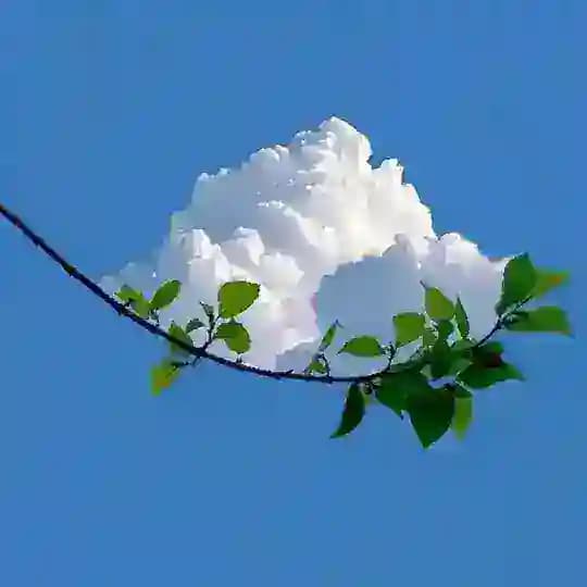 مدیتیشن موزیک Profile