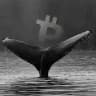 Crypto Whale