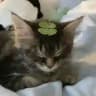 melluwen