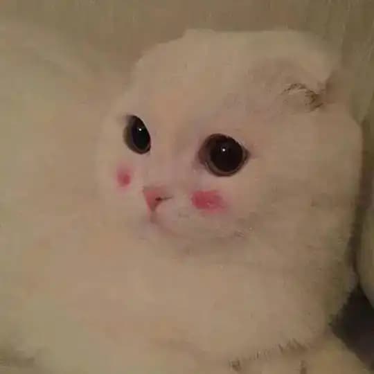 ميمز عظمة Profile