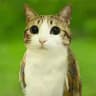 [РАЗМОРОЖЕН]!ПЕРЕХОДНИК! 🥳_"meowl"_🥳(18+)