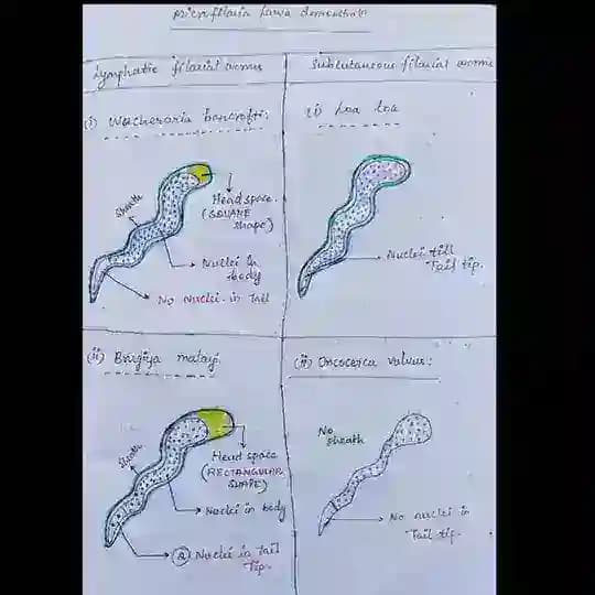 📚Microbiology notebook|MBBS 2nd year notes