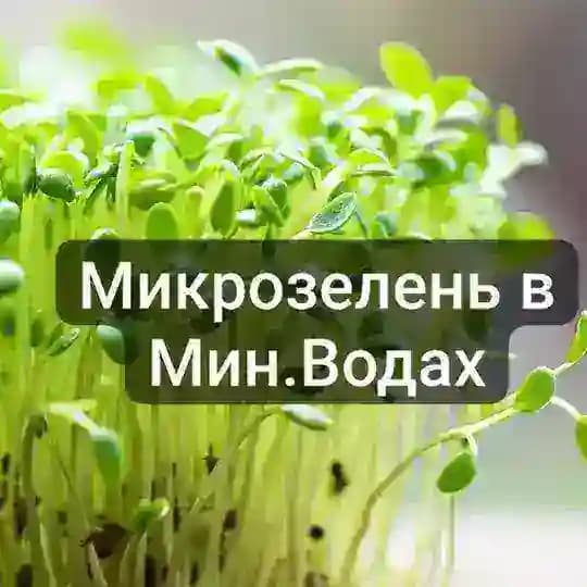 Микрозелень в Мин.Водах