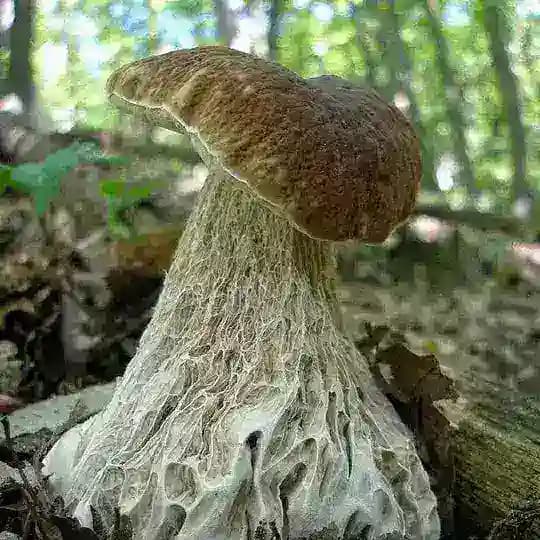 мицелий