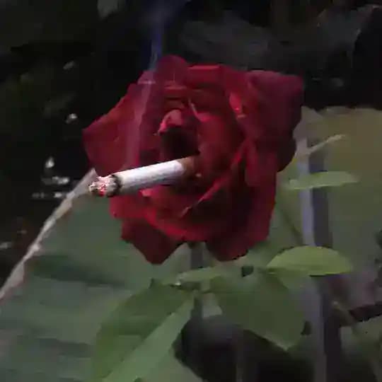 блокнот мизы