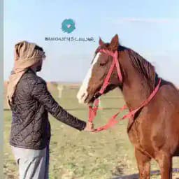 ﮼彡ᓚɹɹɹɹ̤ᓗ̣lgබ|‏ℍ𝔸𝕎𝕆𝔸𝕁𝔼𝕊 Profile