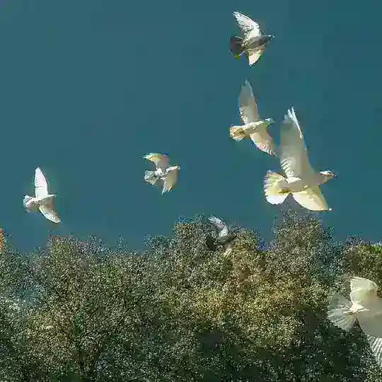نادي مبغضي الأخطاء الإملائية ومحبي الشعر العربي.