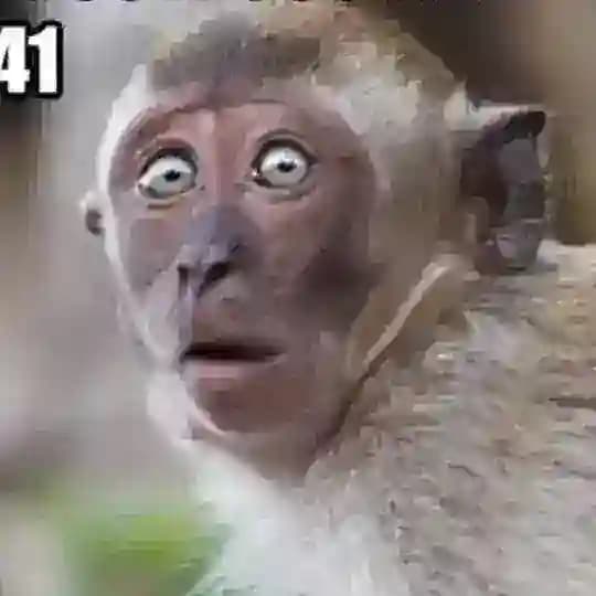 МОНКАЧ 🐒🦍🦧🌴