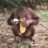 Monke behave your