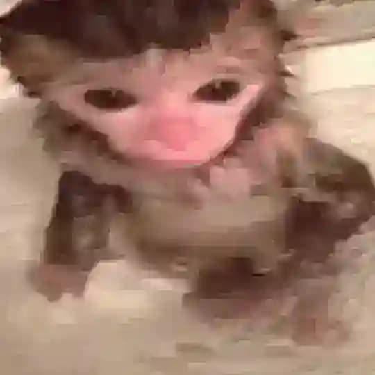 Бибизьяны