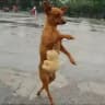묻따방 🐕