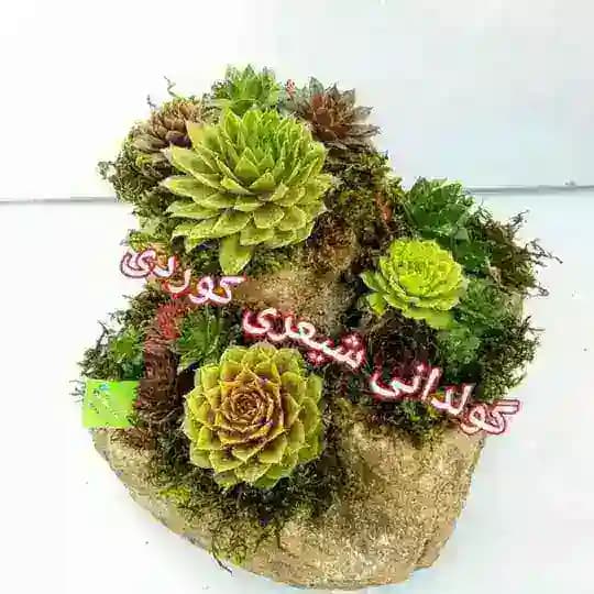 گولدانی شعری کوردی🌹