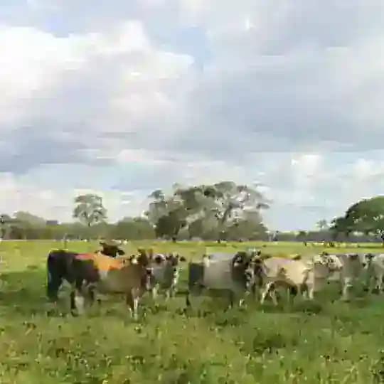 Musica Llanera Venezuela Profile