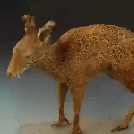мускусный москвич