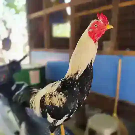 မြန်မာ့ တိုက်ကြက်