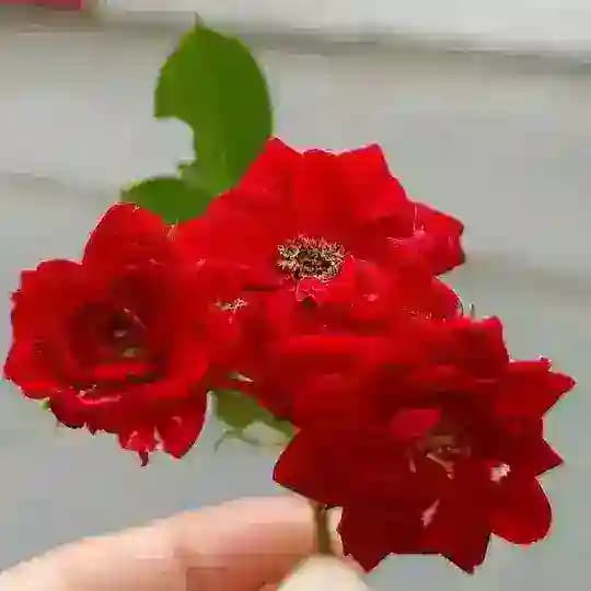الأمل .🌷🥀
