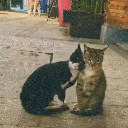 ناجی | naji Profile