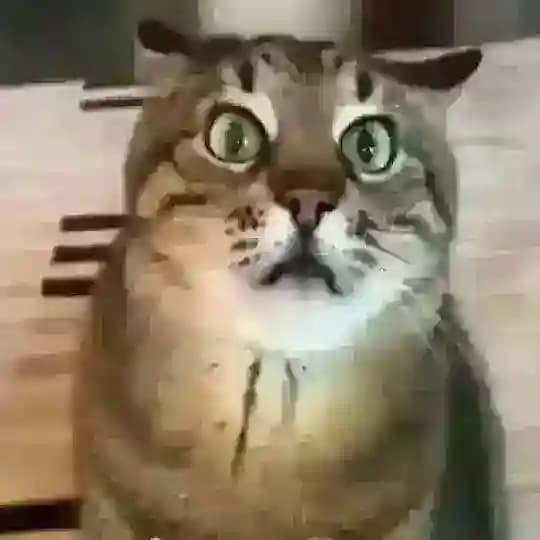 NAJIM PISHAK AZIK BOOM Profile